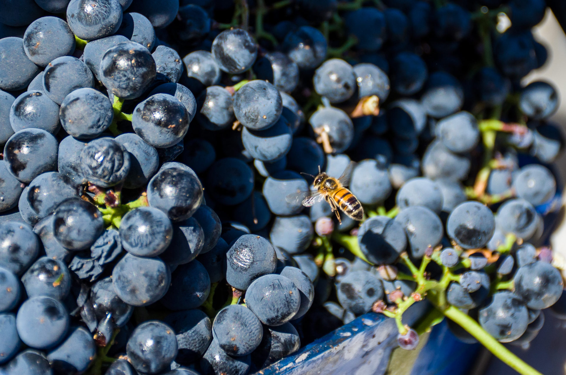 Viñas & vino